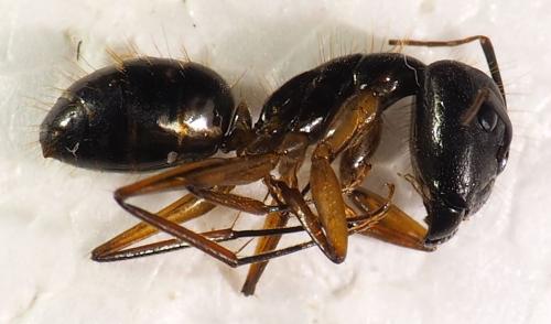 Réf. 281 762 : Camponotus sp.